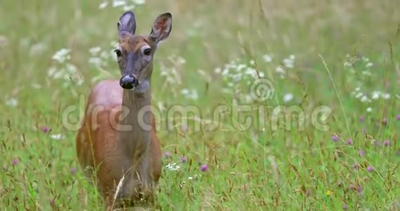 草地上美丽的鹿的肖像视频的预览图