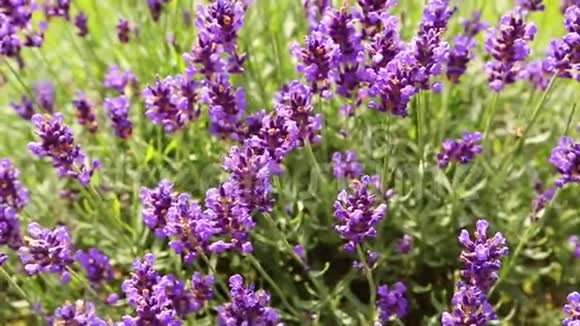 一种淡紫色的蜜蜂为蜂蜜工作的蜜蜂夏天的感觉视频的预览图