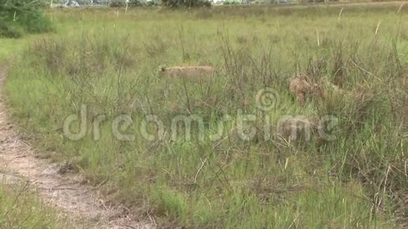 非洲热带草原肯尼亚幼狮野生危险哺乳动物视频的预览图