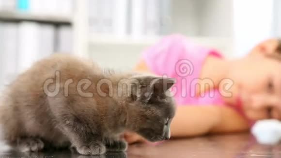 小女孩和一只灰色的小猫玩耍视频的预览图
