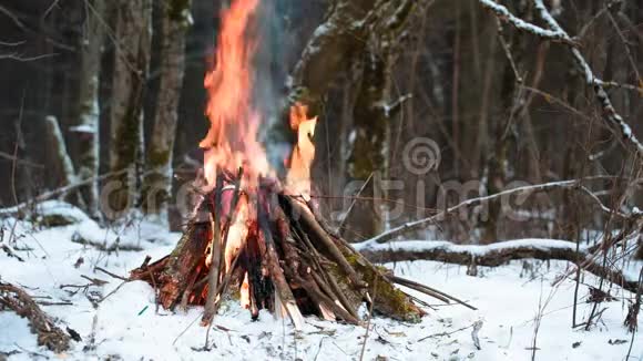 冬季森林特写中的大篝火视频的预览图