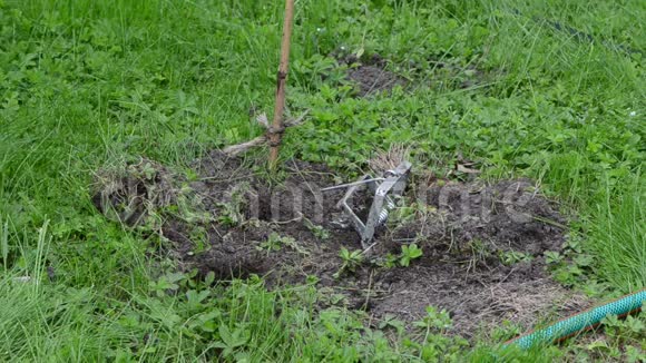 花园工人鼹鼠陷阱视频的预览图