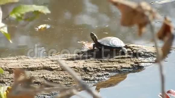 年轻的画龟太阳晒在潘达帕斯池塘公园新港VA视频的预览图