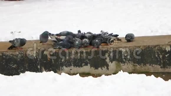 鸽子吃面包鸽子在混凝土施工中吃面包视频的预览图
