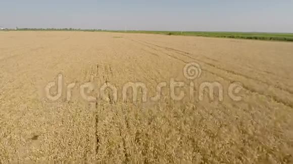 从空中视野观看大麦场向前移动低海拔低速在HD结束时减速视频的预览图