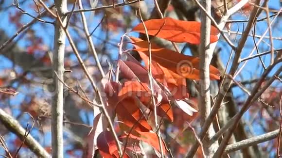 秋红叶平顶湖蓝天视频的预览图