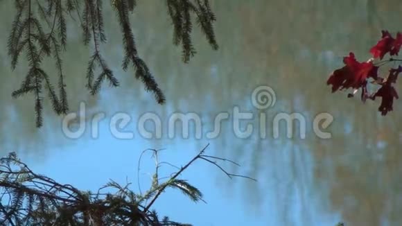 湖面红蓝绿树倒影视频的预览图
