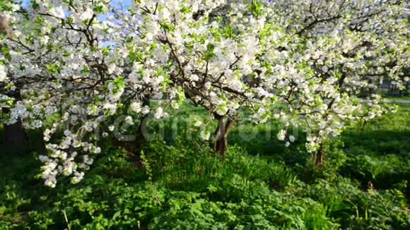 公园里盛开的梅花视频的预览图