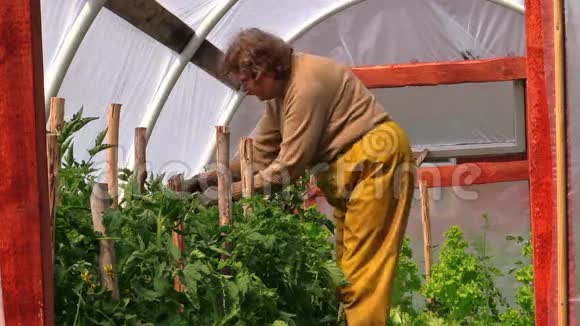 穿黄色裤子的老妇人修剪温室里的番茄视频的预览图