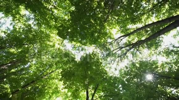 阳光明媚的午后树林中的树冠视频的预览图