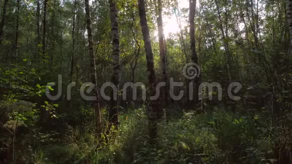 在绿色森林中平稳运动视频的预览图