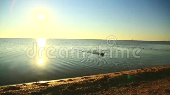 狗在海滩上奔跑玩耍五颜六色的大海日落与小浪视频的预览图