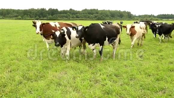 几头牛在田野的草地上走到镜头中央视频的预览图