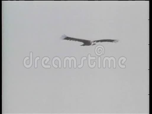 秃鹫飞来飞去然后成群的秃鹫栖息在树上视频的预览图