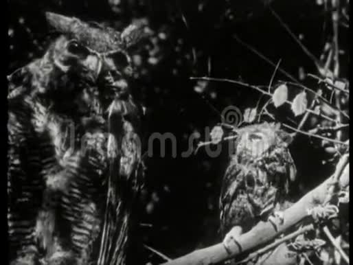 野生动物蒙太奇猫头鹰河马野生动物豹狮子鬣狗视频的预览图