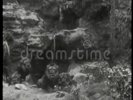 野生动物蒙太奇狮子猩猩老虎大象视频的预览图