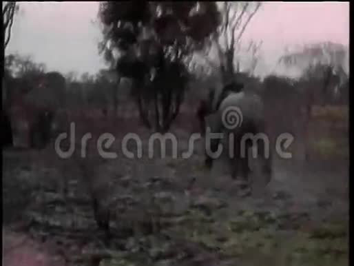 从非洲大象的车上看视频的预览图