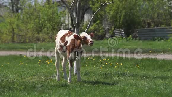 草甸的小牛犊视频的预览图