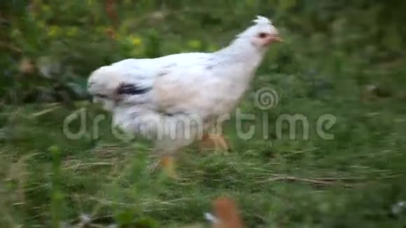 白鸡寻找食物视频的预览图