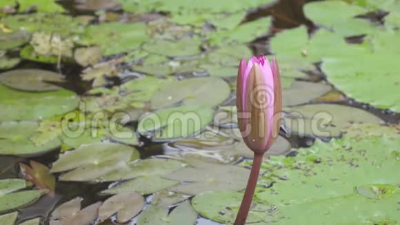 一个水库里发现了粉红色的莲花剪辑4k高分辨率视频的预览图