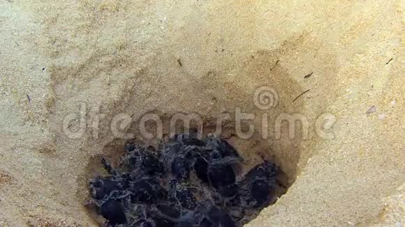 海龟从沙滩上的巢穴孵化出来诺西伊拉贾马达加斯加视频的预览图