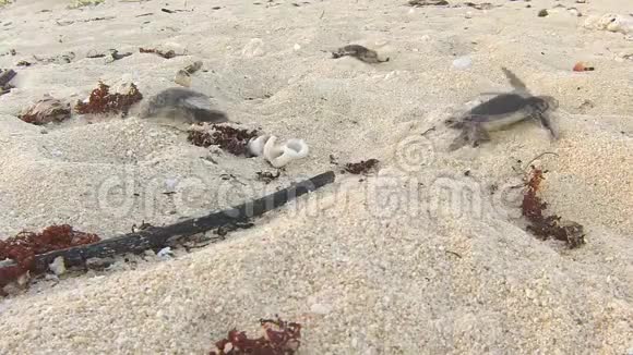 海龟从沙滩上的巢穴孵化出来诺西伊拉贾马达加斯加视频的预览图