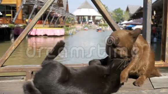 两只猫互相玩耍躺在漂浮的芭堤雅市场的木墩上泰国视频的预览图