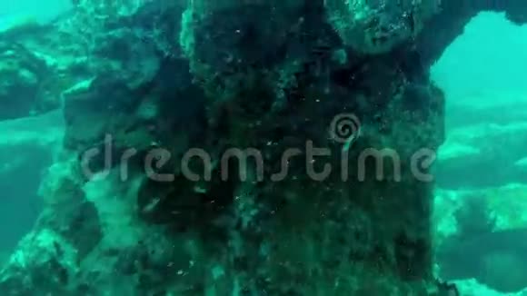 热带鱼类在石头和珊瑚视频的预览图