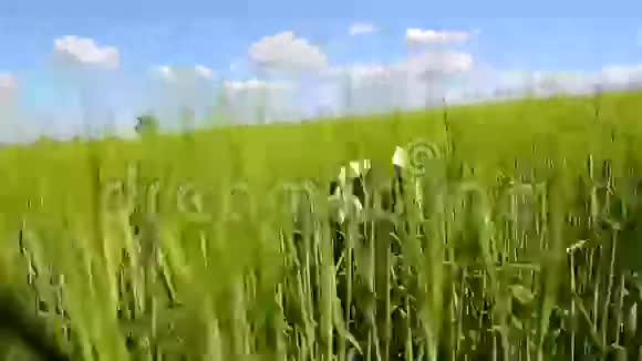 狗在绿色的田野里游荡视频的预览图