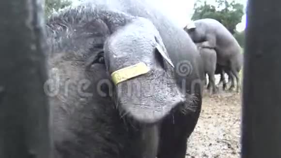 4黑伊比利亚猪穿越西班牙迪希萨的橡树视频的预览图