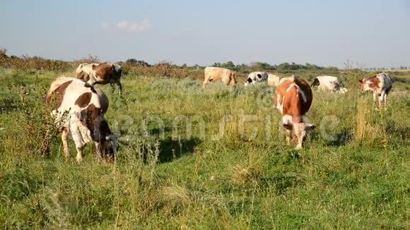 在草地上放牧的牛群视频的预览图