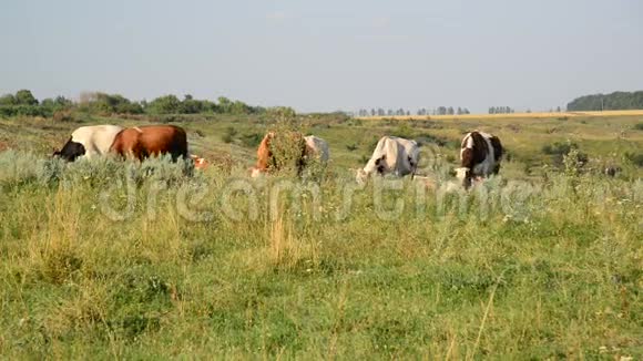 在草地上放牧的牛群视频的预览图