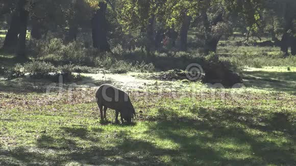 4黑伊比利亚猪穿越西班牙迪希萨的橡树视频的预览图