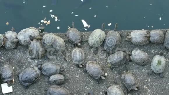 海龟在锦鲤池塘边吃东西休息视频的预览图