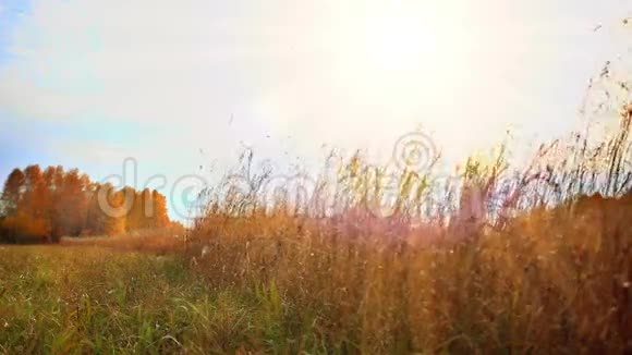 田野里的秋树和太阳视频的预览图