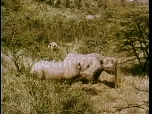 蒙太奇犀牛在非洲放牧视频的预览图