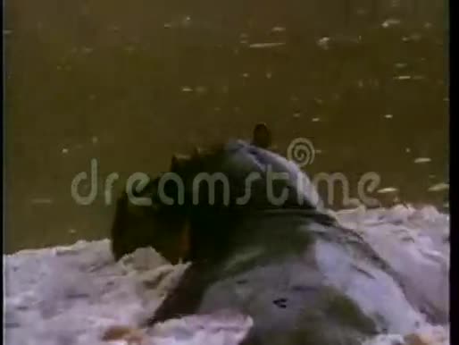 河中河马游泳后景视频的预览图