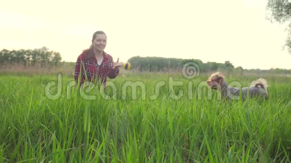 女孩在日落时和一只狗玩大自然的生活方式狗约克郡猎犬在大自然中玩接球视频的预览图