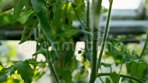 温室里的绿色番茄视频的预览图