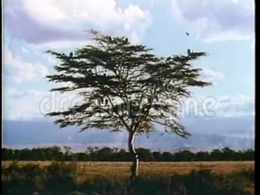基拉曼扎罗山在非洲定居视频的预览图