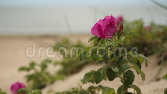 粉红色的玫瑰花摇曳视频的预览图