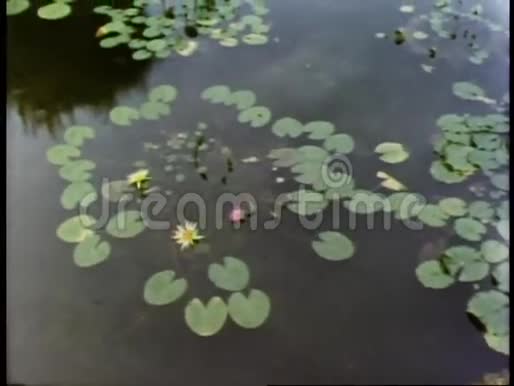 雨水落在漂浮在池塘上的睡莲上视频的预览图