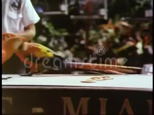 小型溜冰鞋上的鹦鹉轮滑视频的预览图