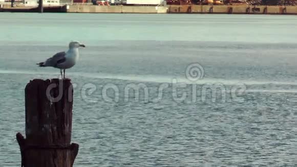 海鸥在德国基尔运河的木柱上休息视频的预览图