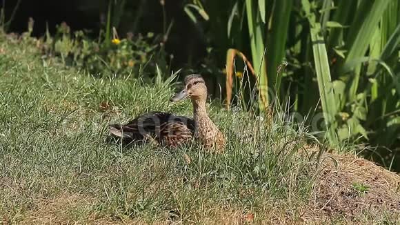 草上的棕色鸭子动物视频的预览图