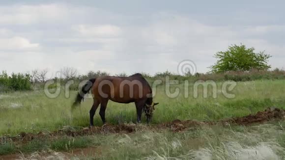 绿茵草地上美丽的棕马视频的预览图