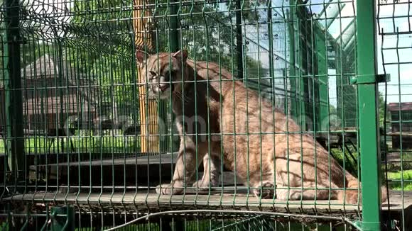 动物园笼子里的雌性狮子动物视频的预览图
