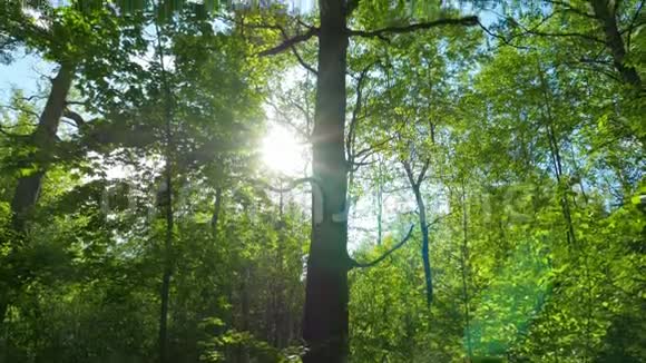 青栎林全景视频的预览图