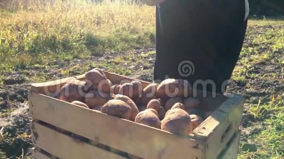 成年女农民收集新鲜土豆并将其分类放入木箱在花园里收获幼薯视频的预览图