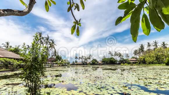 印度尼西亚巴厘岛热带岛屿上的莲花田美丽的4K场景的彩票梅花树棕榈和云视频的预览图